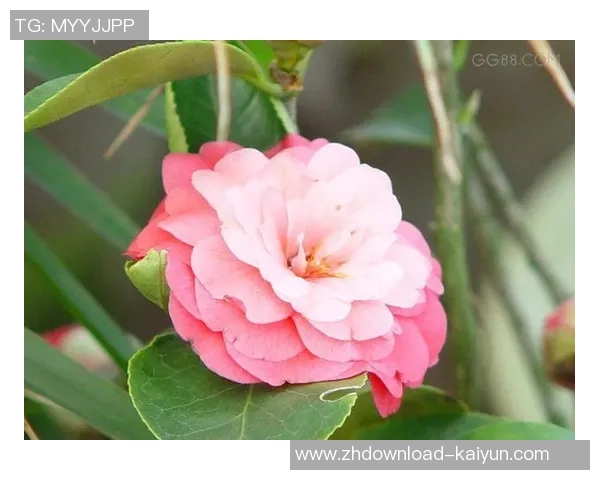 济州球衣四月特别呈现未曾遗忘的山茶花魅力与情怀